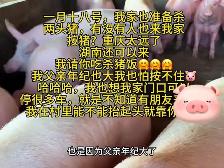 MK体育-株洲灿灿跟风杀猪,比呆呆还野!文旅提前6天准备,却被网友骂惨